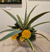Photo of permanent botanical in artist made container by Mirage and Bird