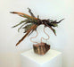 Photo of Cactus Sculpture by Nath Raye